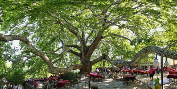 Inkaya Plane Tree