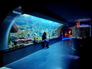 Aquarium of istanbul