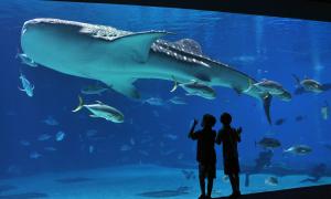 Aquarium of istanbul