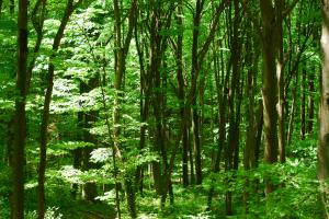 Forest of Belgrade, Istanbul