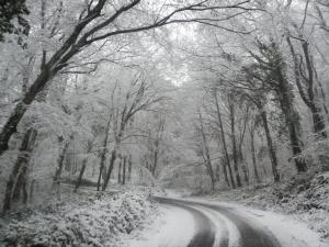 Forest of Belgrade, Istanbul