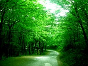 Forest of Belgrade, Istanbul