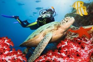 Scuba Diving Tour