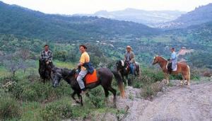 Horseback Riding Experience