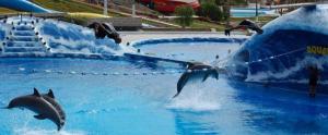 antalya waterfront and dolphins