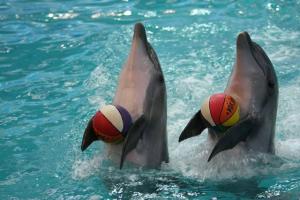 antalya waterfront and dolphins